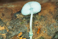 Mycena interrupta
