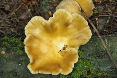 Pleurotus purpureo-olivaceus