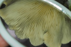 Pleurotus purpureo-olivaceus