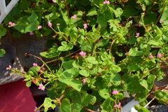 Persicaria senticosa
