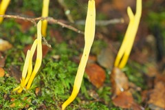 Clavulinopsis amoena