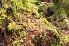 Clavulinopsis amoena