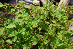 Persicaria senticosa