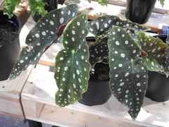 Begonia maculata