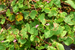Persicaria senticosa
