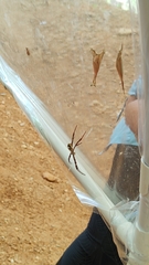 Argiope versicolor
