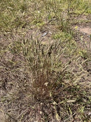 Tribolium hispidum