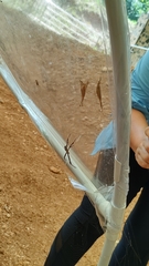 Argiope versicolor