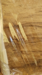 Argiope versicolor