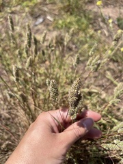 Tribolium hispidum