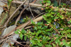 Lysimachia mauritiana