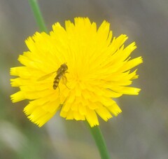 Melangyna viridiceps