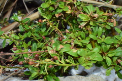 Lysimachia mauritiana