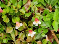 Torenia polygonoides