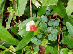 Torenia polygonoides