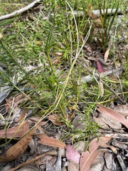 Lomandra obliqua