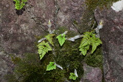 Davallia tyermannii