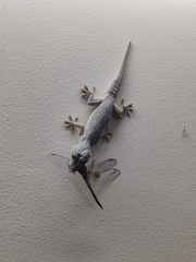 Hemidactylus flaviviridis