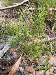 Lomandra obliqua
