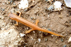 Lissotriton schmidtleri