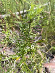Lomandra obliqua