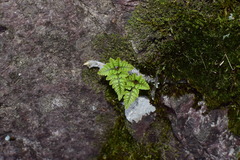 Davallia tyermannii