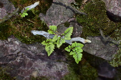 Davallia tyermannii