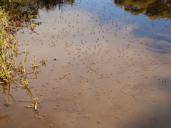 Brachydeutera sydneyensis