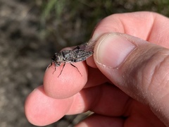 Atrapsalta corticina