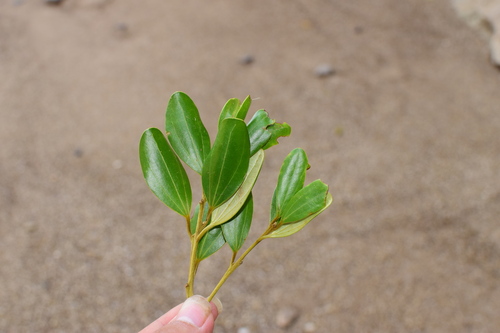 Cinnamomum daphnoides iNat (1)