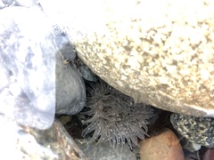 Anthopleura artemisia