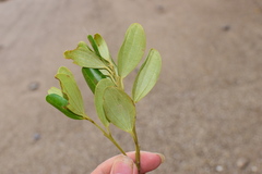 Cinnamomum daphnoides
