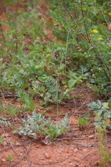 Sanicula bipinnatifida