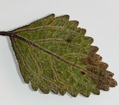 Coleus graveolens