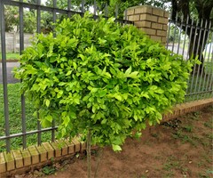 Duranta erecta