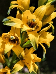Chloraea gavilu