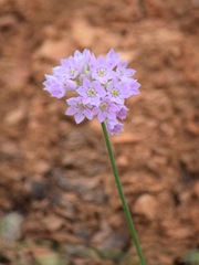 Allium membranaceum
