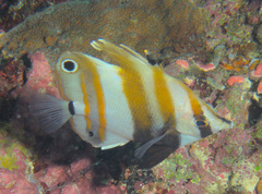 Coradion melanopus