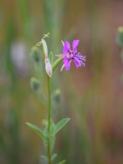 Clarkia rhomboidea
