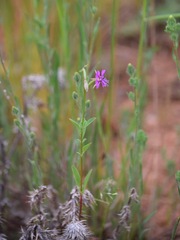 Clarkia rhomboidea