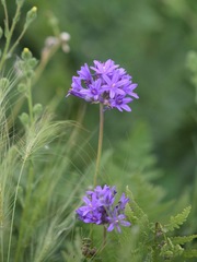 Dichelostemma multiflorum