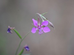Clarkia rhomboidea