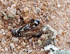 Phimenes flavopictus