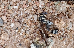 Phimenes flavopictus