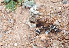 Phimenes flavopictus