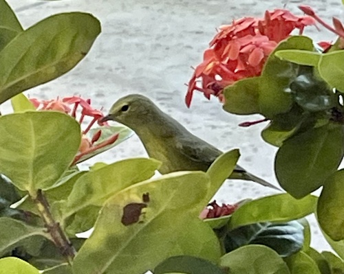 Orange-crowned Warbler (Leiothlypis celata), photo 4
