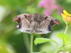 Odontoptilum angulata