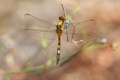 Orthetrum boumiera