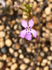 Isotoma