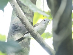 Malacopteron magnirostre